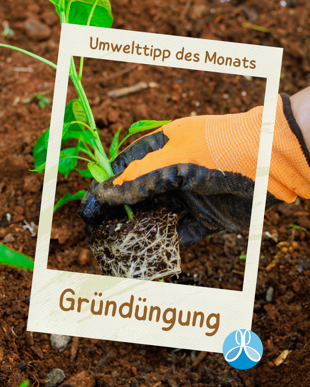 Im Hintergrund eine Pfalenze, die in die Erde eingearbeitet wird. Im Vordergrund in Polaroid Bild, dass durchsichtig ist. Auf dem Polaroid steht "Umwelttipp des Monats" und "Gründüngung"