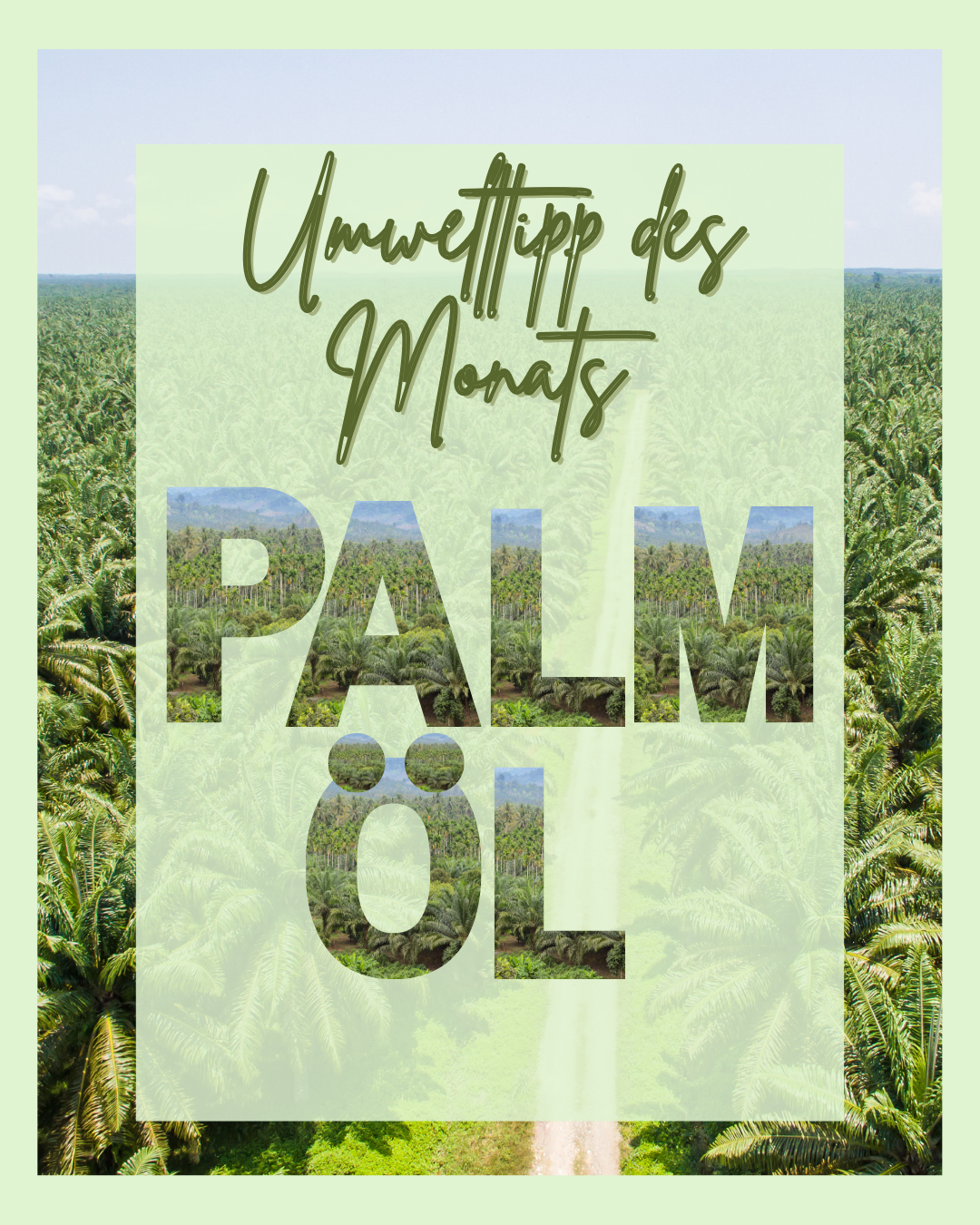 Grafik mit dem Titel Umwelttipp des Monats: Palmöl. Im Hintergrund ist eine große Palmölplantage aus der Vogelperspektive zu sehen. Der Text steht in großen Buchstaben über einem halbtransparenten Feld, durch das die Plantage sichtbar bleibt.“